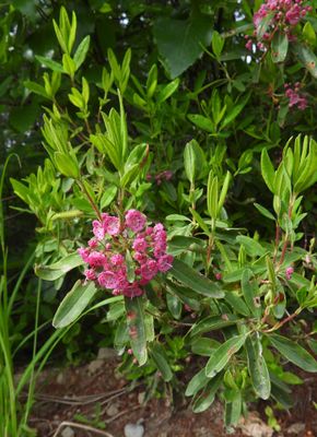 Kalmia angustifolia