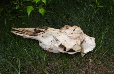 Moose skull