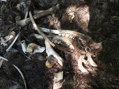Moose jawbones