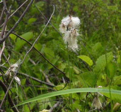 Eriophorum