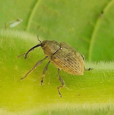 Curculio on a Beaked Hazelnut