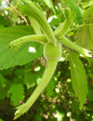 Curculio on Beaked Hazelnut