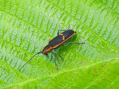 Red-edged Saperda -- Saperda lateralis