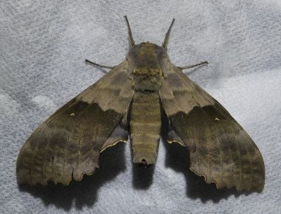 Modest Sphinx - 7828 - Pachysphinx modesta