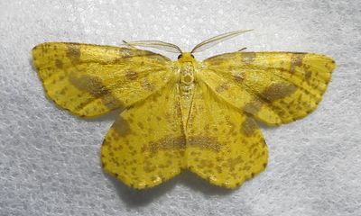 Genus - Xanthotype - 6740++