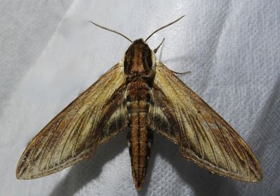 Laurel Sphinx - 7809 - Sphinx kalmiae