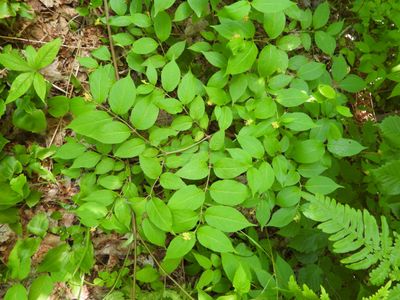 Northern Bush Honeysuckle - Diervilla lonicera