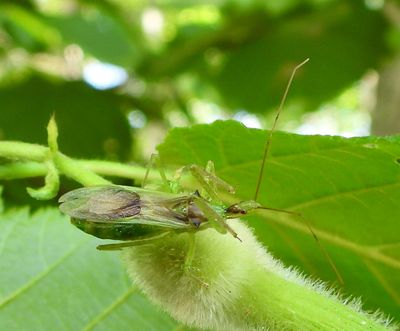 Pale Green Assassin Bug - Zelus luridus