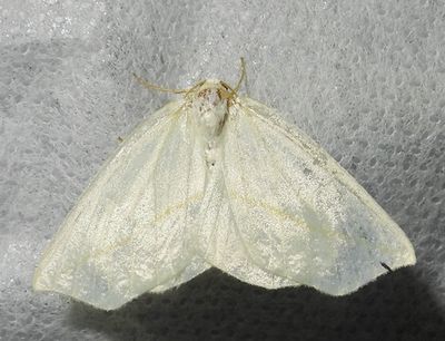 White Slant-Line - 6964 - Tetracis cachexiata