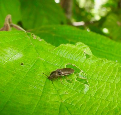 Elateridae