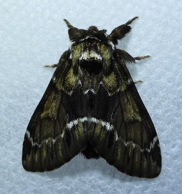 Moths of Round Hill, Nova Scotia