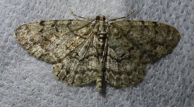 BLACK RIVER PROTECTED NATURAL AREA - MOTHS - June 25 to 27