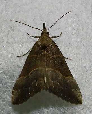 Hypena eductalis - 8455 - Red-footed Snout