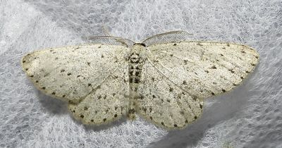 Glena cribrataria - 6449 - Spotted Gray