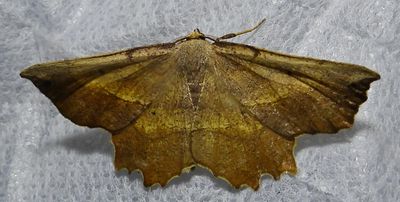 Euchlaena muzaria - 6725 - Muzaria Euchlaena
