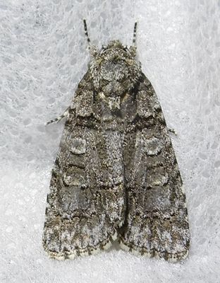 Acronicta tristis - 9247 - Sad Dagger