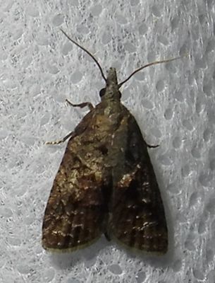 Platynota idaeusalis - 3740 - Tufted Apple Bud Moth