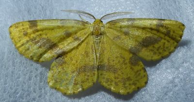 Genus Xanthotype (Crocus Geometer Moth)