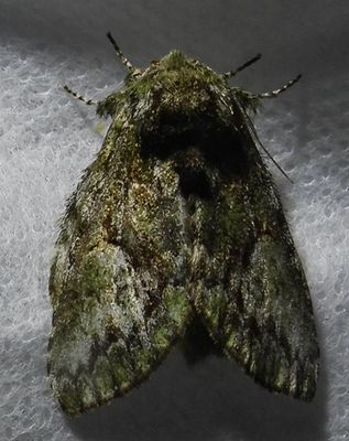 Heterocampa pulverea - 7990.1 - Eastern White-blotched Prominent
