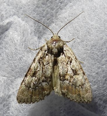Aplectoides condita - 10999 - Quivering Dart Moth