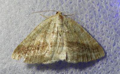 Tacparia detersata - 6807 - Pale Alder Moth