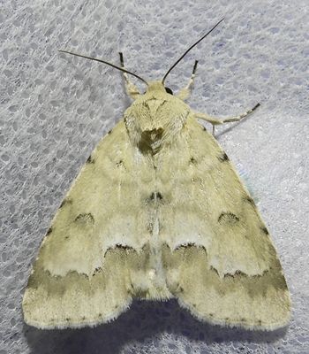 Acronicta innotata - 9207 - Unmarked Dagger
