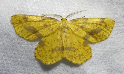 Genus Xanthotype (Crocus Geometer Moth)