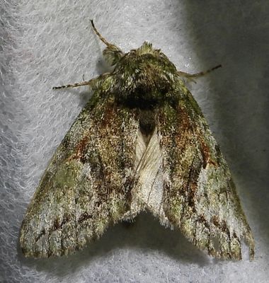 Heterocampa pulverea - 7990.1 - Eastern White-blotched Prominent