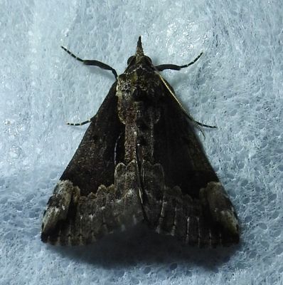 Hypena baltimoralis - 8442 - Baltimore Snout