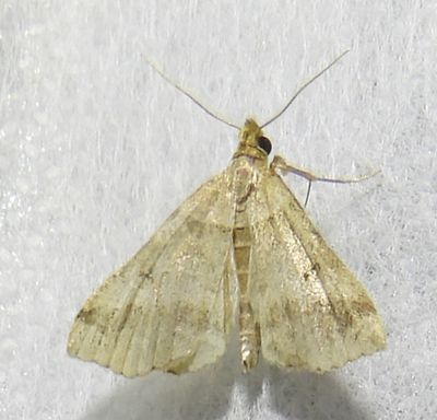 Phalaenophana pyramusalis - 8338 - Dark-banded Owlet