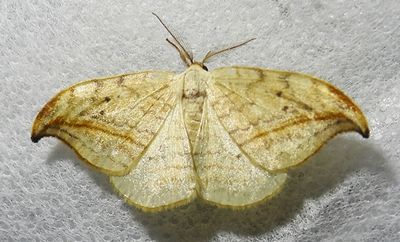 Drepana arcuata - 6251 - Arched Hooktip