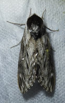 Sphinx poecila - 7810.1 - Northern Apple Sphinx