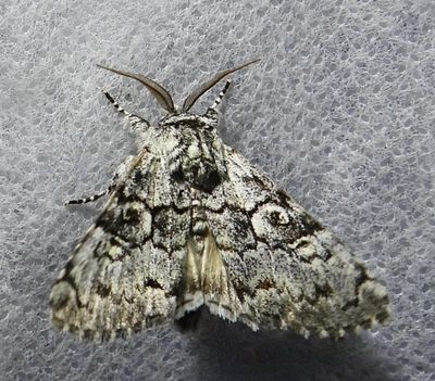 Charadra deridens - 9189 - Laugher Moth