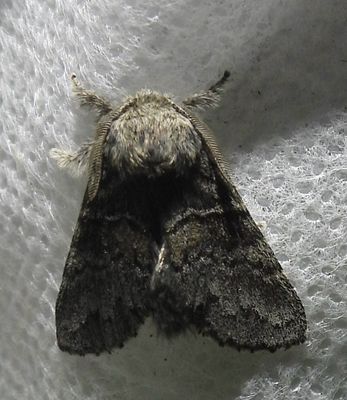 Gluphisia septentrionis - 7931 - Common Gluphisia