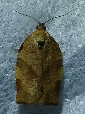 Choristoneura rosaceana - 3635 - Oblique-banded Leafroller