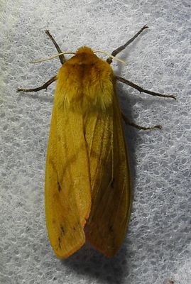 Pyrrharctia Isabella - 8129 - Isabella Tiger Moth