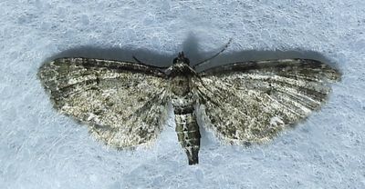 Eupithecia columbiata ??? - 7459