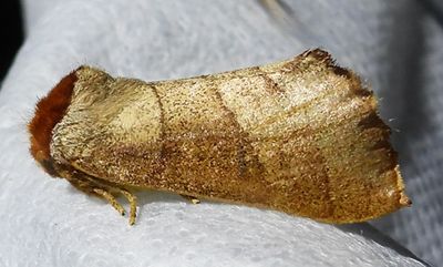 Datana ministra - 7902 - Yellow-necked Caterpillar Moth