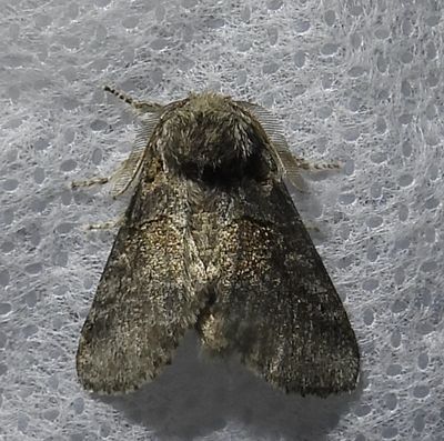 Gluphisia septentrionis - 7931 - Common Gluphisia