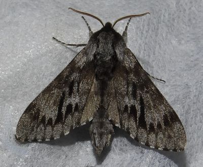 Lapara bombycoides - 7817 - Northern Pine Sphinx