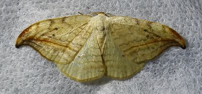 Drepana arcuata - 6251 - Arched Hooktip
