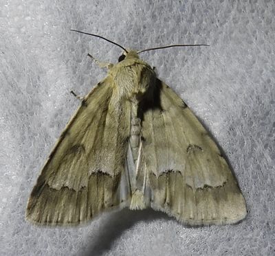 Acronicta innotata - 9207 - Unmarked Dagger