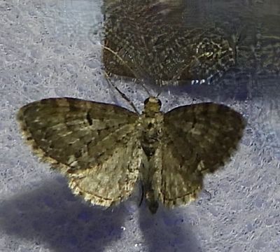 Section Eupithecia annulata ???