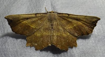 Euchlaena muzaria - 6725 - Muzaria Euchlaena