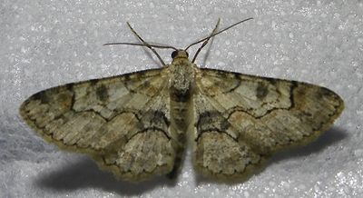 Iridopsis larvaria - 6588 - Bent-line Gray