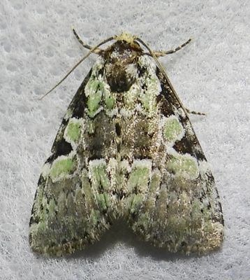 Leuconycta lepidula - 9066 - Marbled-green Leuconycta