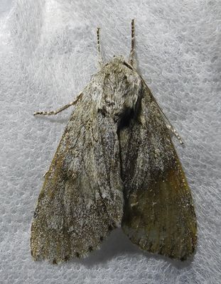 Acronicta insita- 9202 - Large Gray Dagger