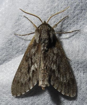 Lapara bombycoides - 7817 - Northern Pine Sphinx
