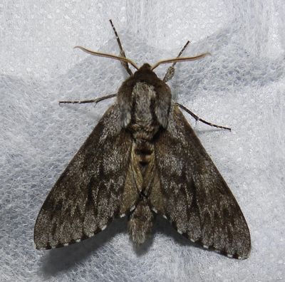 Lapara bombycoides - 7817 - Northern Pine Sphinx