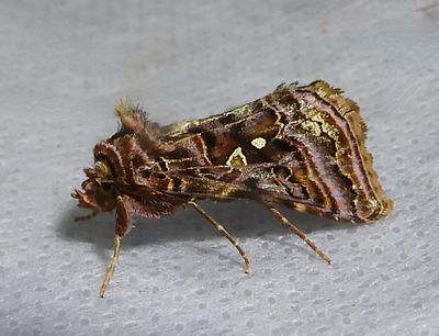 Autographa mappa - 8912 - Wavy Chestnut Y Moth